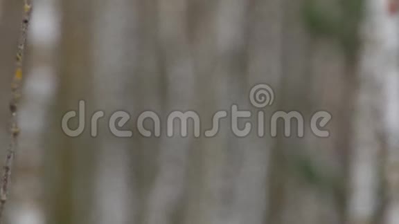 秋天的桦树林视频重新聚焦视频的预览图