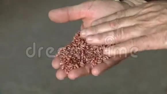 农民手里的小麦视频的预览图