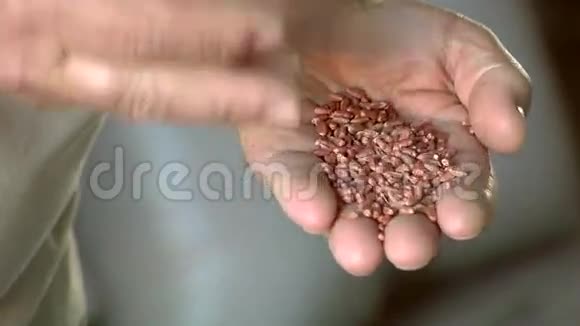 农民手里的小麦视频的预览图