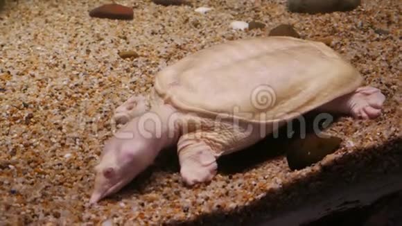 龟鱼缸里的软壳龟视频的预览图