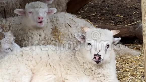 绵羊群在羊圈的干草上咀嚼干草年轻的公羊在农场里睡觉视频的预览图