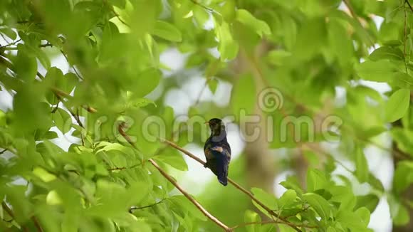 大自然中一棵树上的鸟紫杜鹃视频的预览图