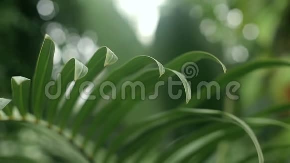 花园里棕榈树叶子的特写视频的预览图