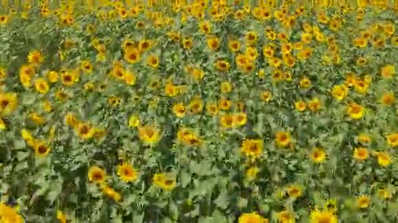 农业概念夏季向日葵的空中射击场视频的预览图