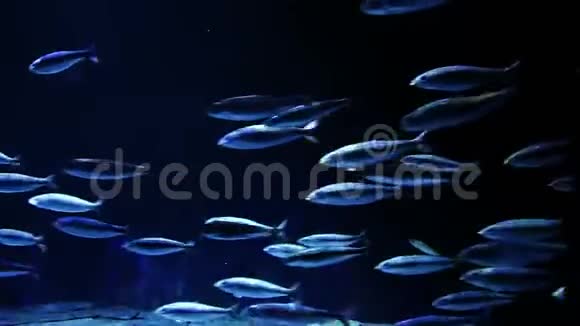 一群海鱼朝一个方向快速游动视频的预览图