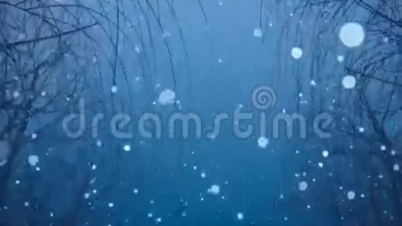 树木和降雪高清1080视频的预览图