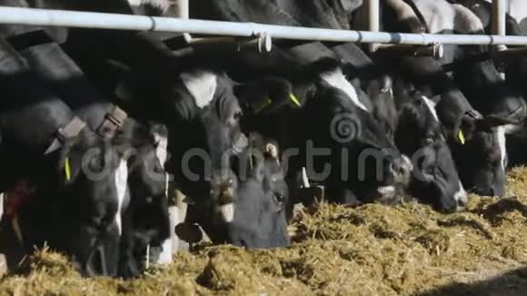 农场的牛黑白牛在马厩里吃干草视频的预览图