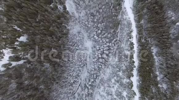 空中背景寒山森林中的高顶冬雪覆盖乔木视频的预览图