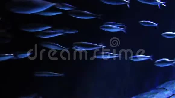 一群海鱼朝一个方向快速游动视频的预览图