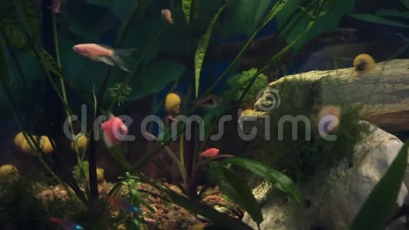 五颜六色的水族馆美丽的鹦鹉鱼在海洋珊瑚中游泳慢镜头4K镜头视频的预览图