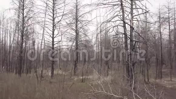 火灾后森林的鸟瞰图视频的预览图