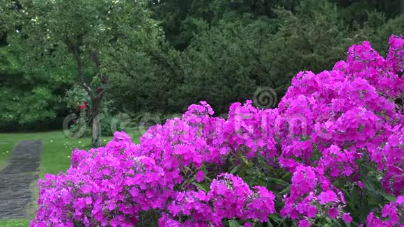 粉红色的花床和强烈的雨水滴落在植物开花的夏天4K视频的预览图