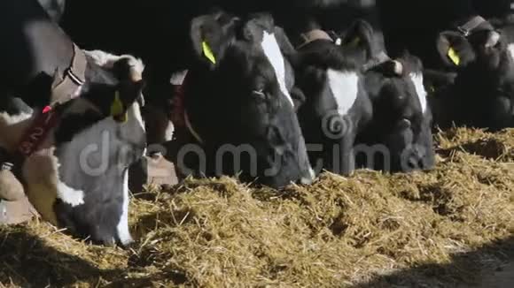 农场上的日记奶牛黑白牛在马厩里吃干草视频的预览图