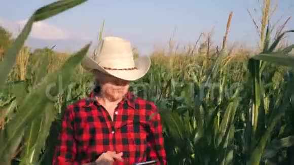 玉米地里的女农场主收获玉米地的农业工作视频的预览图