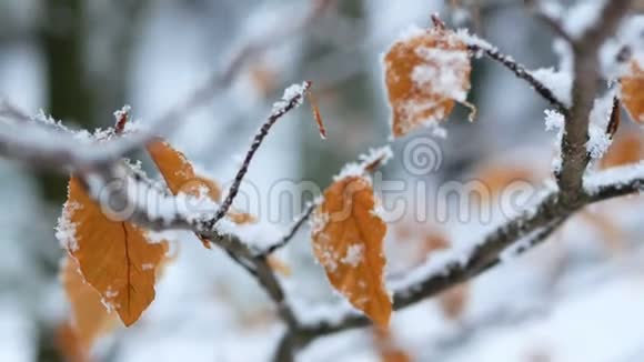 叶冬天雪冻视频的预览图