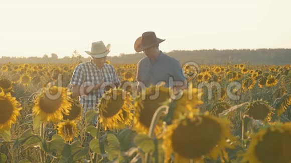 两个农民在一片土地上日落时带着向日葵视频的预览图