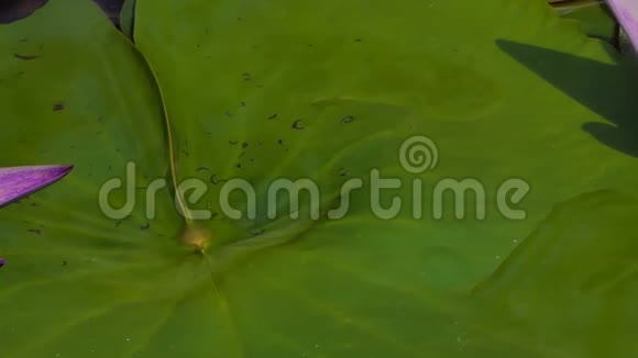 泰国农村池塘里盛开的荷花视频的预览图