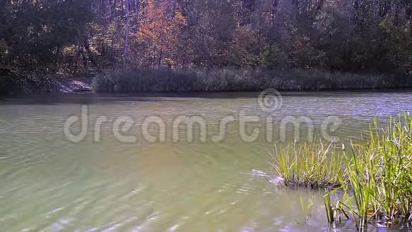 十月金色森林和蓝色湖泊景观视频的预览图