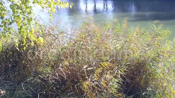 十月金色森林和蓝色湖泊景观视频的预览图