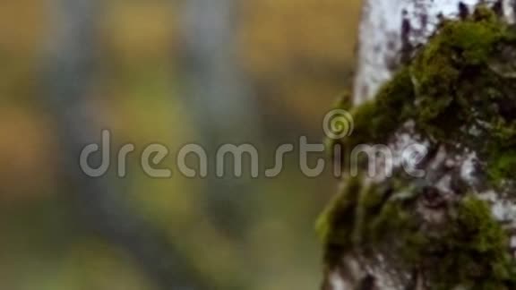 秋天的桦树林视频重新聚焦视频的预览图