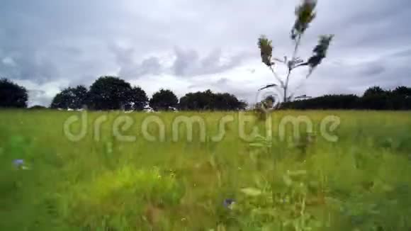 在一片长满野草和鲜花的草地上低飞然后在一个美丽的乡村上空翱翔展示着地块树木绿篱和绿茵视频的预览图