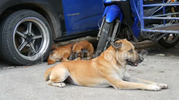 两只流浪狗躺在蓝色汽车下的街道上无家可归的狗视频的预览图