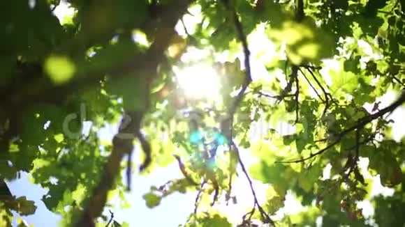 秋天的橡树叶晚夏视频的预览图
