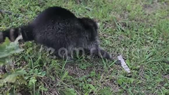浣熊在草地上玩耍视频的预览图