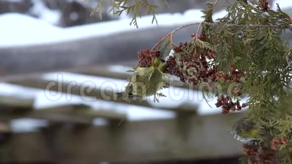 欧洲人在冬天吃土迦的种子视频的预览图