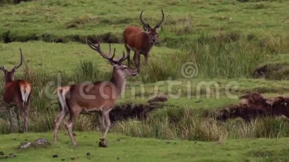 马鹿鹿鹿马鹿马鹿在8月在苏格兰的凯恩斯国家公园放牧和休息视频的预览图