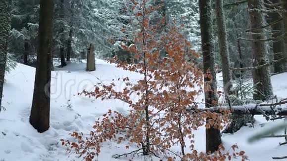 叶冬天雪冻视频的预览图