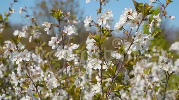 樱花树枝上的白花视频的预览图