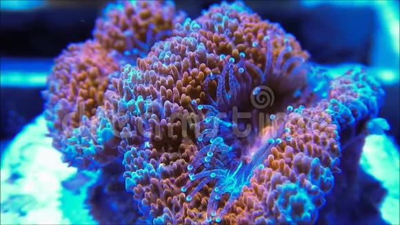 小墨沙脑珊瑚虫视频的预览图