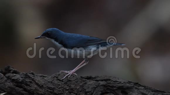 泰国西伯利亚蓝知更鸟雄性迁徙鸟视频的预览图