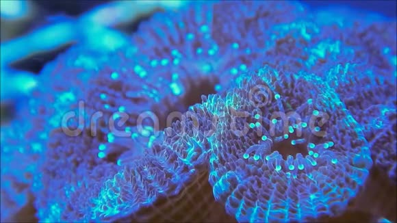 小墨沙脑珊瑚虫视频的预览图