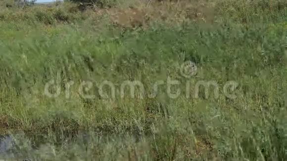 在法国东南部卡马尔格的斯卡曼德公园里的芦苇中视频的预览图