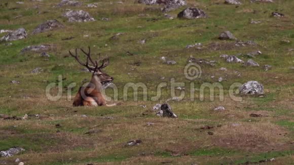 马鹿鹿鹿马鹿马鹿在8月在苏格兰的凯恩斯国家公园放牧和休息视频的预览图