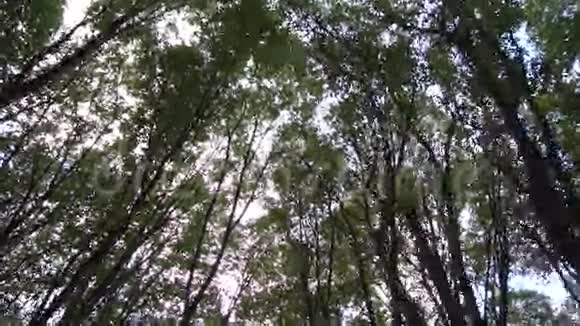 天空前的森林树木视频的预览图