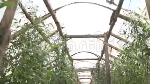 夏天温室里的西红柿和黄瓜视频的预览图