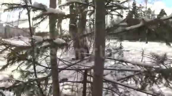 冬天的森林和阳光穿过白雪皑皑的树枝视频的预览图