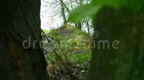 Biker山穿过森林中的山视频的预览图