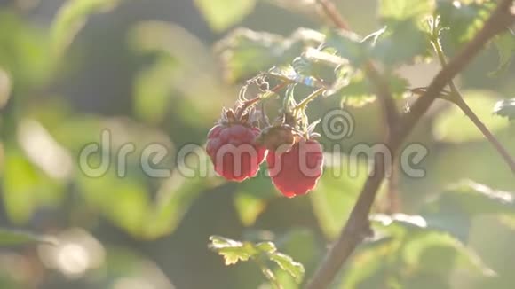 树莓在花园的树枝上大的多汁成熟的覆盆子在树枝上阳光明媚的夏天近距离观看成熟的红色视频的预览图