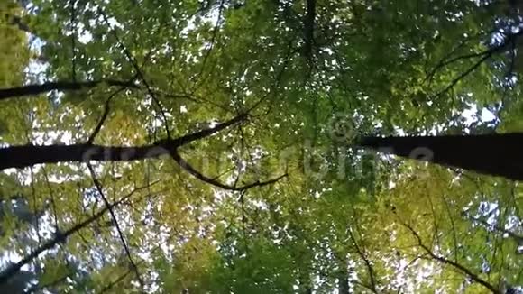 旋转树冠十月公园彩景秋景黄叶树上观叶视频的预览图