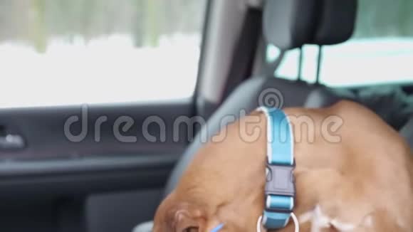 穿着蓝色太阳镜的拳击狗坐在驾驶座上环顾四周视频的预览图