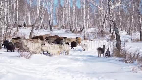 一群山羊正穿过白雪覆盖的森林寻找食物视频的预览图