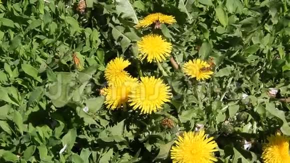蒲公英花上的蜜蜂工作视频的预览图