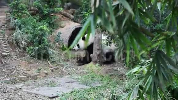 大熊猫在新加坡动物园的鸟舍里奔跑视频的预览图