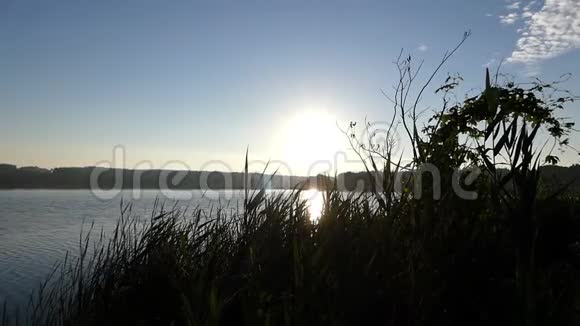 一个用藤条和芦苇覆盖河岸的湖灿烂的日落视频的预览图