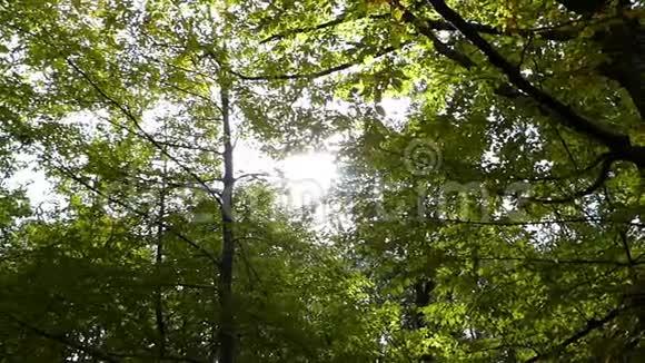 秋天枫树和树上有一条公园小巷阳光灿烂视频的预览图