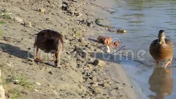 两只棕色鸭子在为一条鱼而战一只苍蝇在斯隆莫视频的预览图